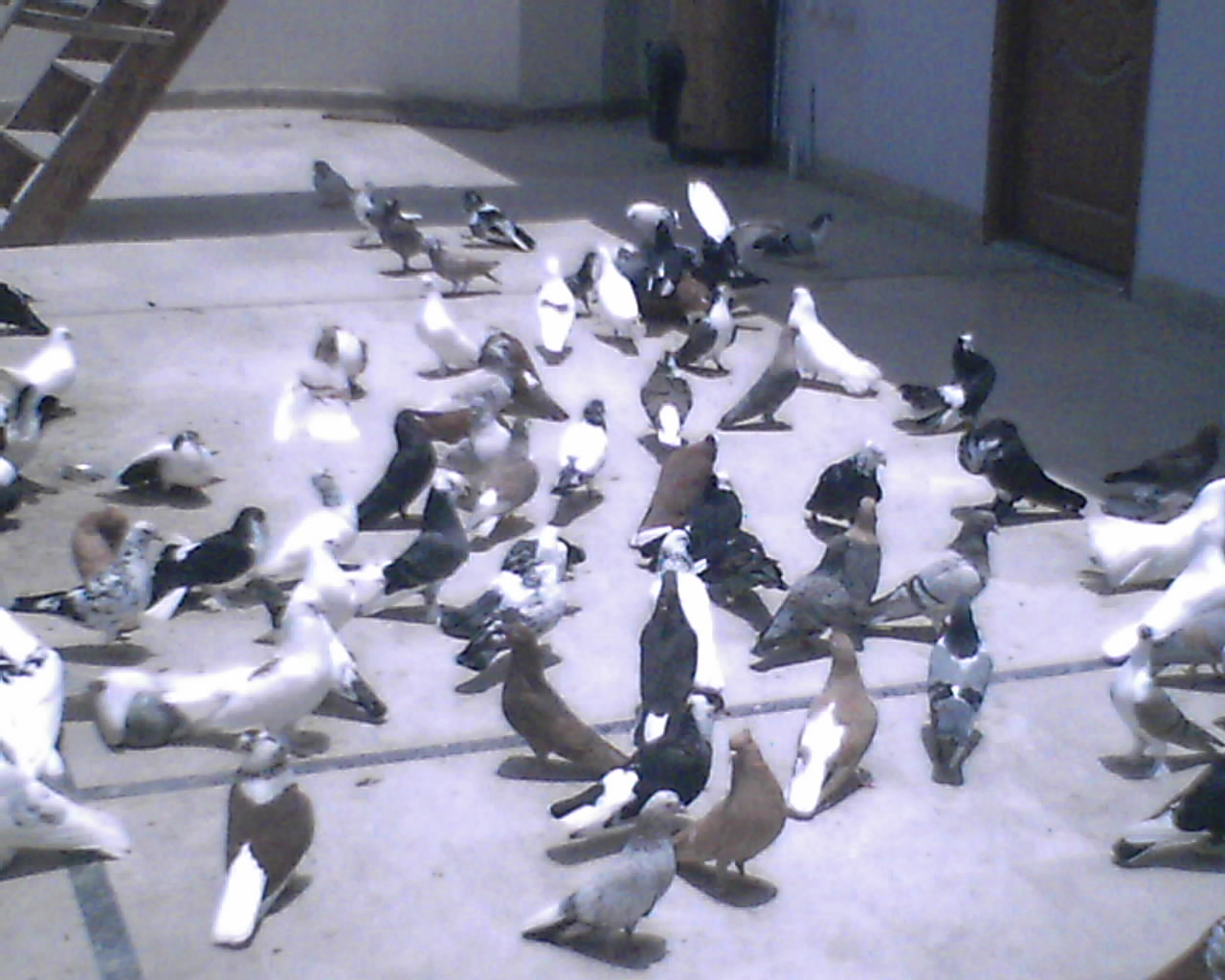 WAITING FOR THE FEED