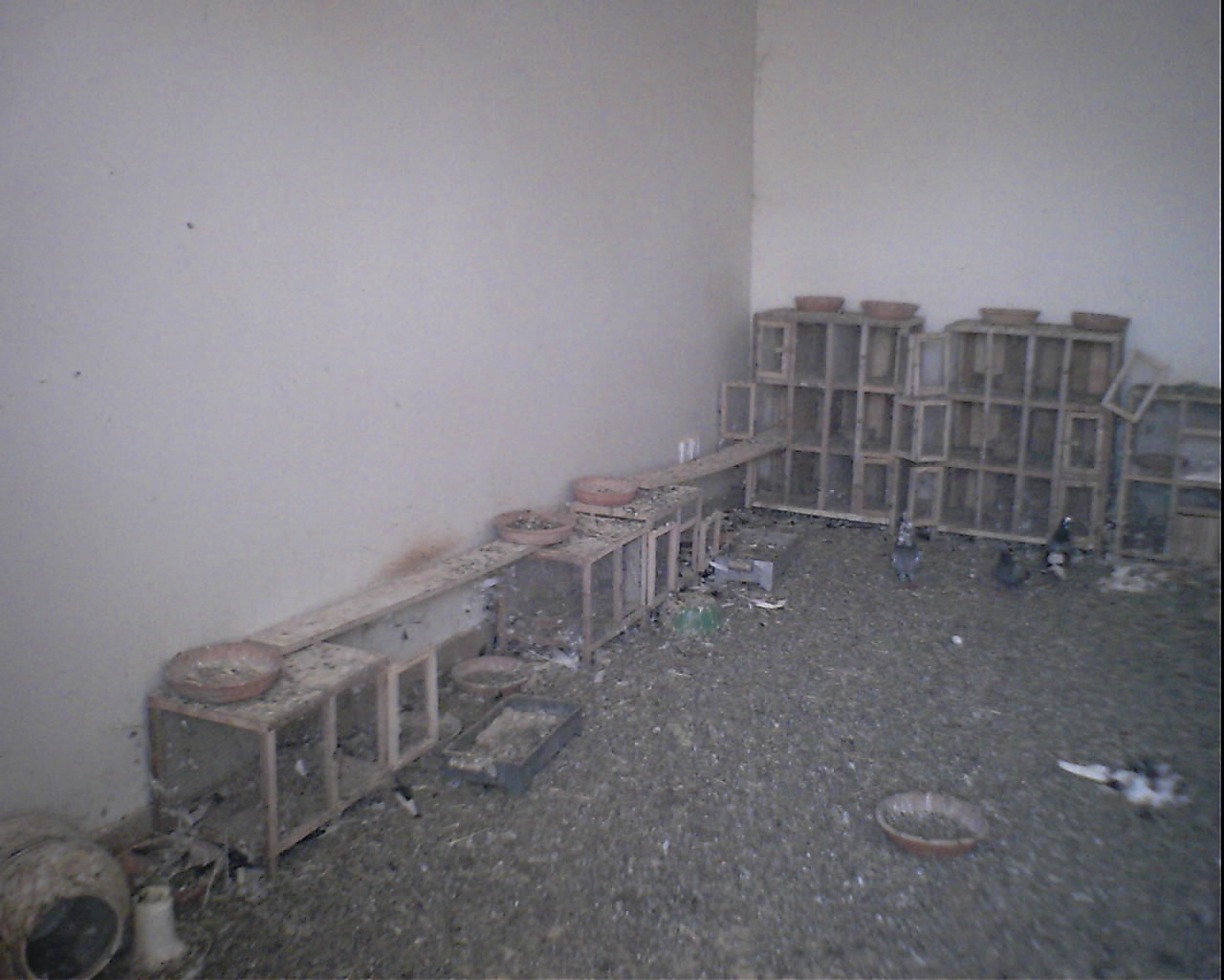 ROOM FOR PIGEONS