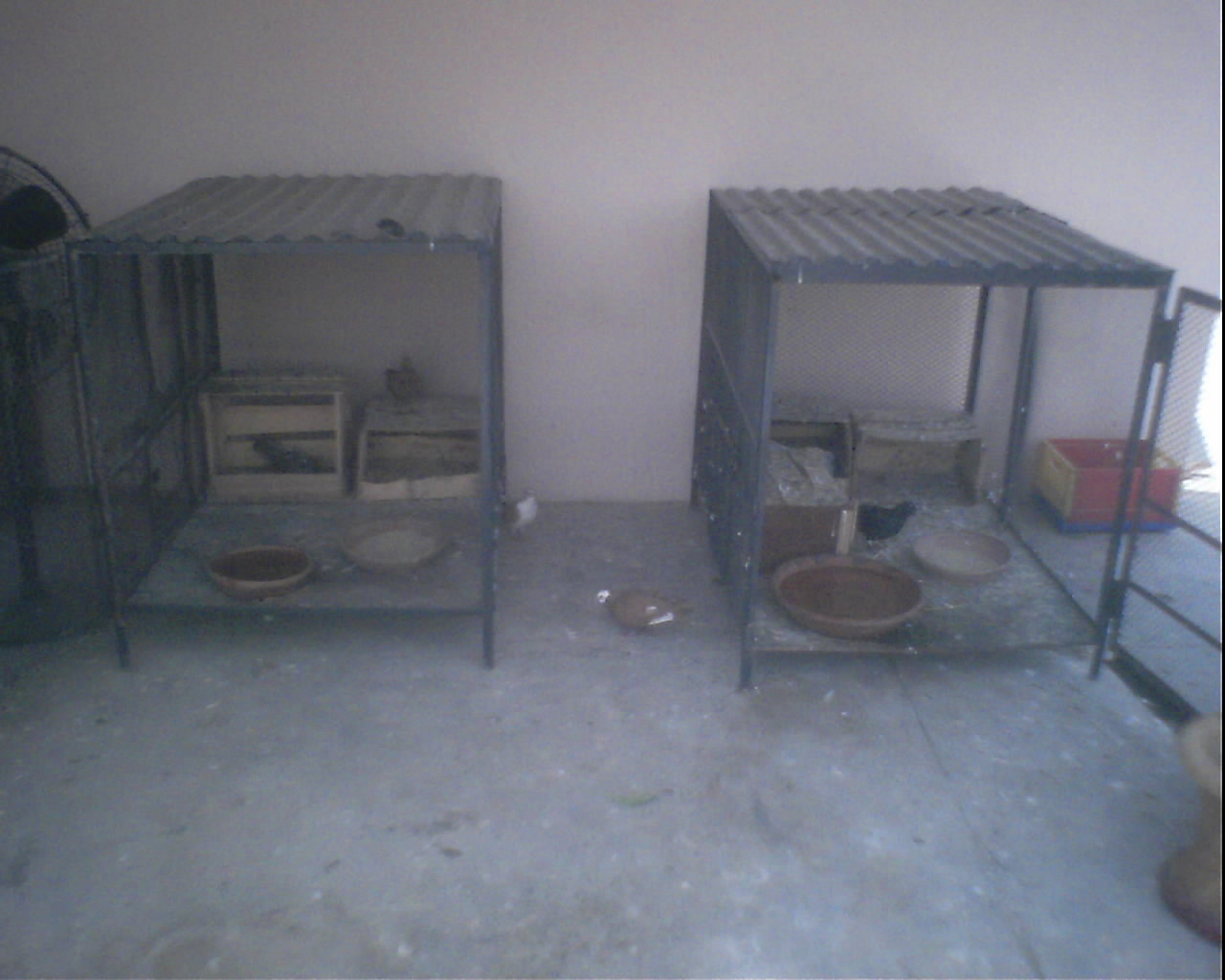NORMAL CAGES